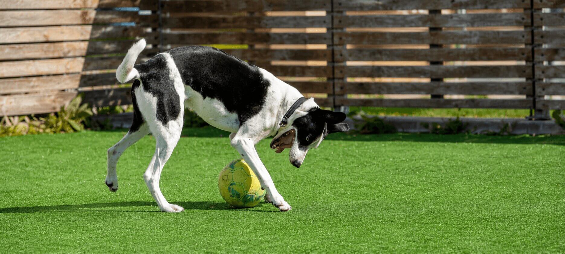 Best Artificial Grass for Dogs: Pet Friendly Buying Guide