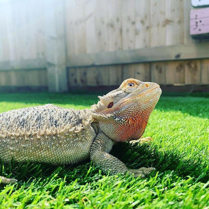 Eclipse 20mm Artificial Grass - Image 2 of 14