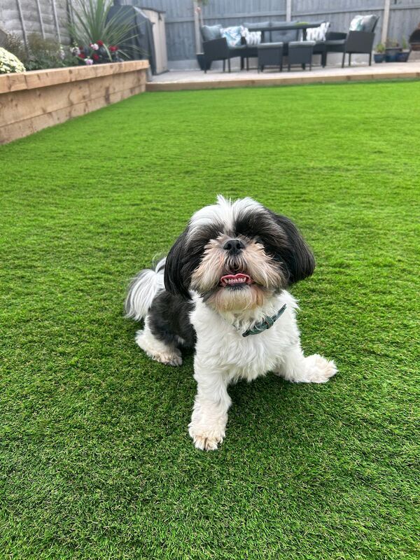 Galileo 42mm Artificial Grass - Image 2 of 13