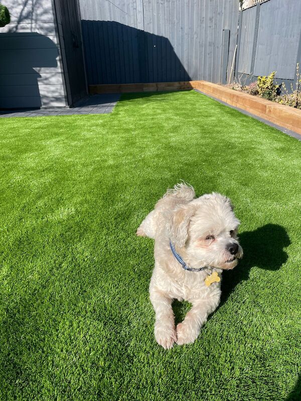 Galileo 42mm Artificial Grass - Image 5 of 13