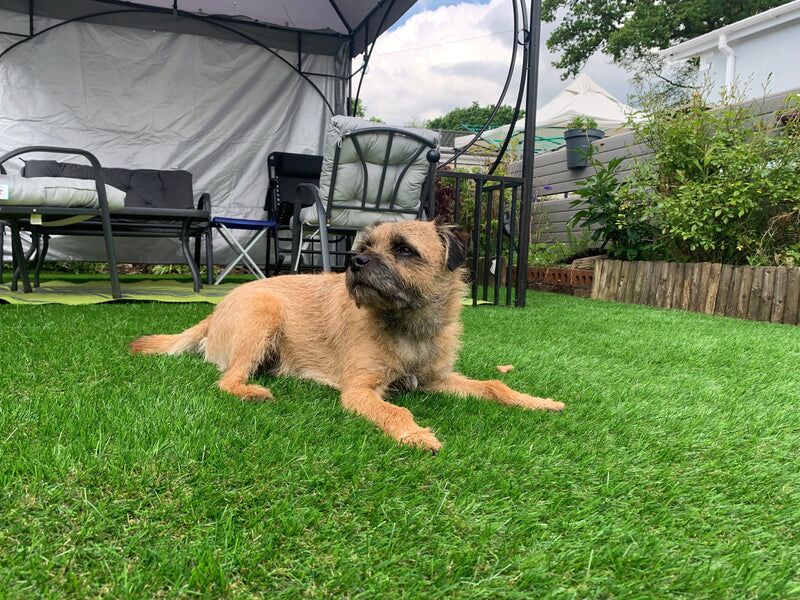 Hestia 40mm Artificial Grass - Image 2 of 14