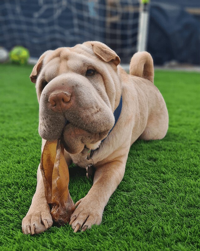 Hestia 40mm Artificial Grass - Image 10 of 14