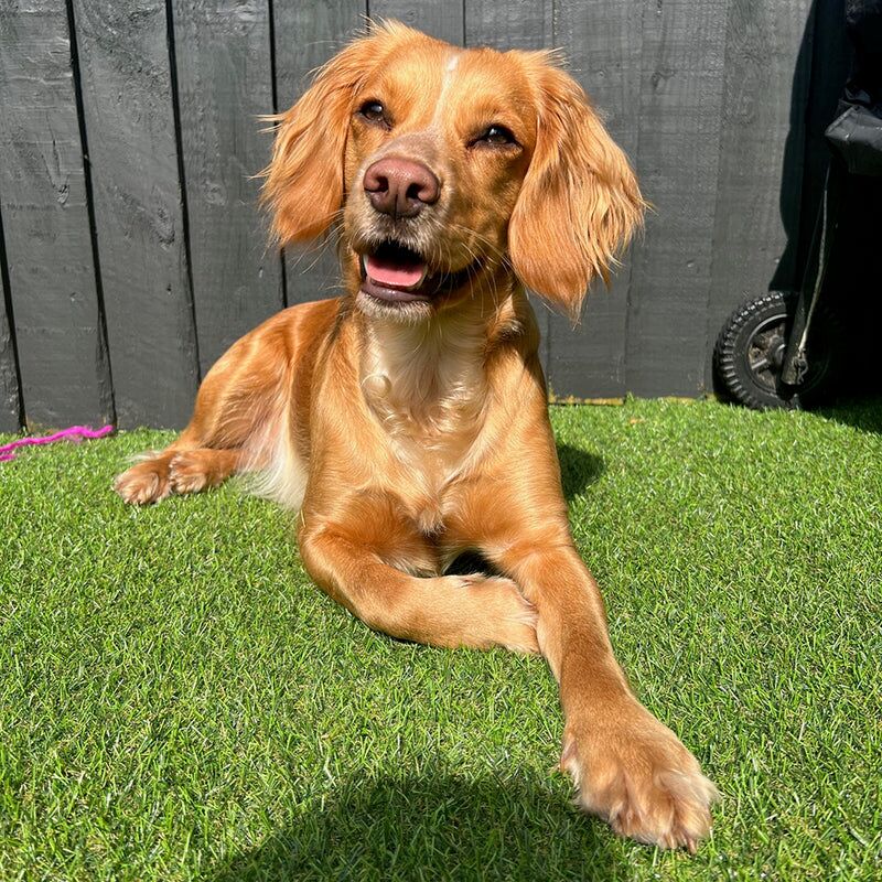 Rawcliffe 17mm Artificial Grass - Image 4 of 9